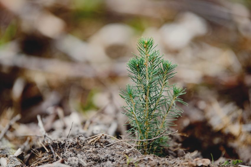 Close up of a freshly planted seedling