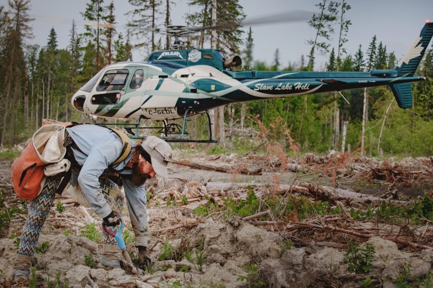 Tree planter plants a tree in front of a H125 helicopter